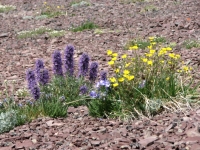 Alpine Flowers